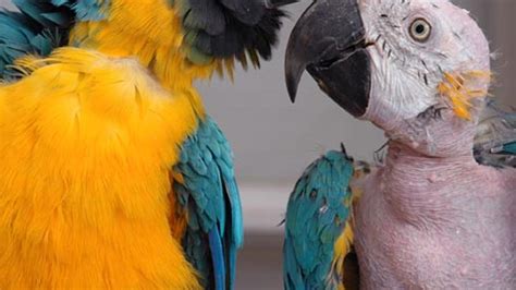 Blue and Gold Macaw Over-Preening | Best Friends Animal Society - Save Them All