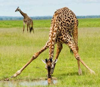 Giraffe Facts: 29 Facts about Giraffes ←FACTSlides→