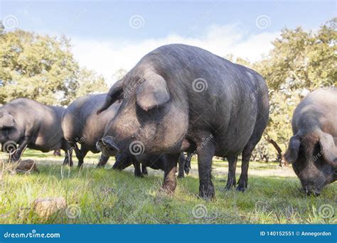 Iberian pig in the meadow stock image. Image of extremadura - 140152551