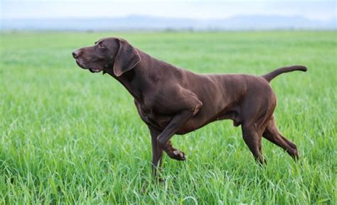 15 German Shorthaired Pointer Mixes: Mixed Breeds!