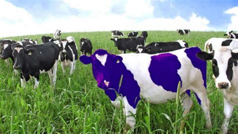 Blog - Tagged with Purple Cow ::: Graphic and Website Design ::: Wellington and Lower Hutt ...