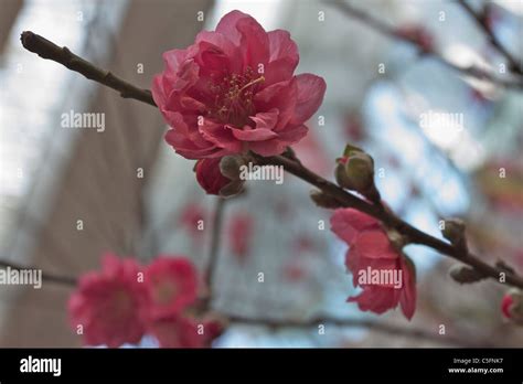 Peach blossom at Chinese New Year Stock Photo - Alamy