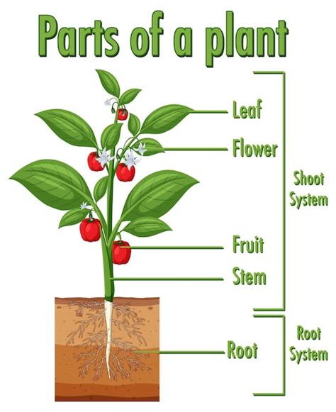 Premium Vector | Diagram showing parts of a plant