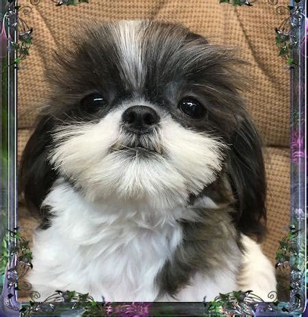 Shih Tzu Puppy for Sale - Adoption, Rescue for Sale in Pahrump, Nevada ...