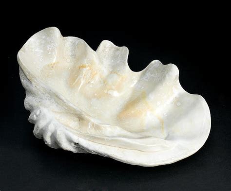 Bonhams : Giant Fossil Clam Shell