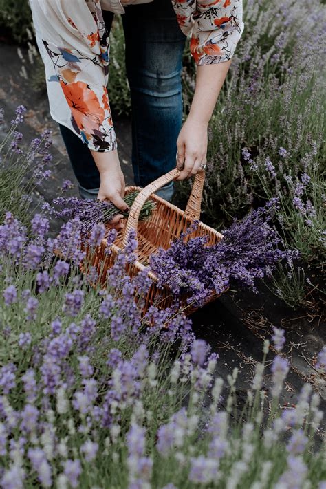 Peace Valley Lavender Farm | Lavender Picking Day Trip | Philadelphia ...