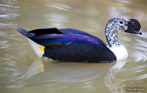 Comb Duck (Sarkidiornis sylvicola) - Peru Aves