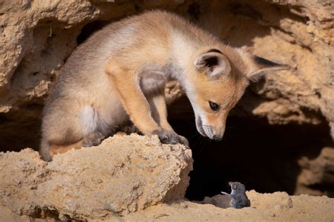 Die witzigsten Tierbilder: Finalisten für die Comedy Wildlife Photo ...