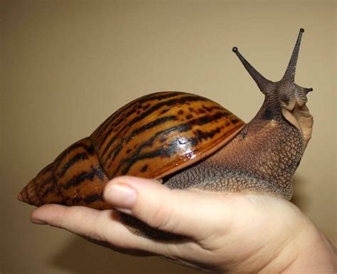 Fascinating Facts About Giant African Land Snail | Giant african land snails, Pet snails ...