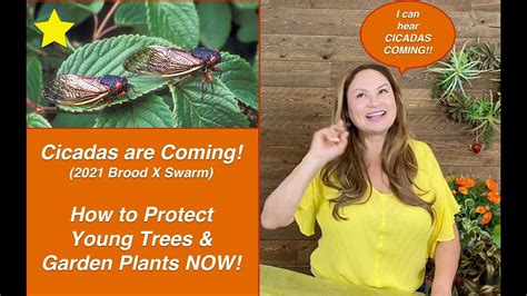 CICADAS ARE COMING! Brood X (10) Cicada Swarm 2021 🐛 How To PROTECT ...