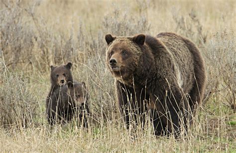 Euthanized Grizzly Bear Believed To Be Named Blaze - Yellowstone Insider