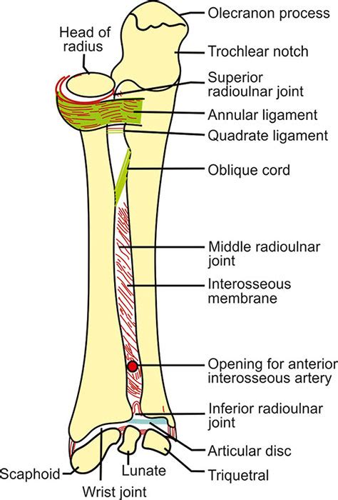 Distal Radioulnar Joint