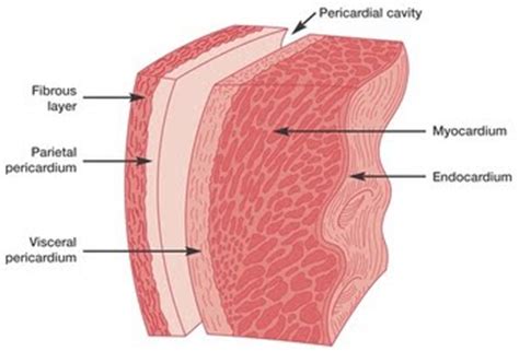 The Importance Of The Serous Membrane | Steve Gallik