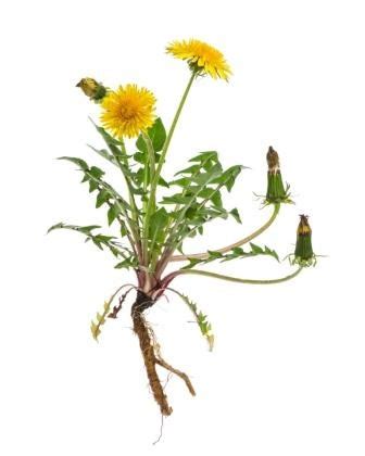 Dandelion weeds, how they spread and how to control them | LebanonTurf