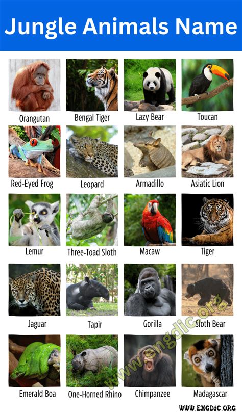 Jungle Animals Pictures With Names