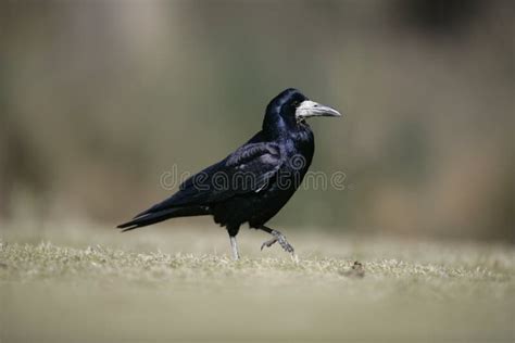 Rook, Corvus frugilegus, stock photo. Image of wildlife - 35756698