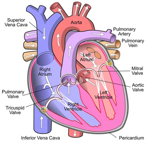 Right atrium anatomy, right atrium function & valves