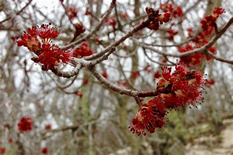 Red maple (Acer rubrum) flowers – Seashore to Forest Floor