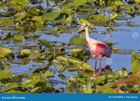 Portrait of a Roseate Spoonbill in Its Habitat Stock Photo - Image of waterbird, aquatic: 121876960