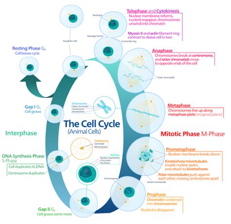 Difference Between Plant and Animal Cell Division | Characteristics, Phases, Comparison