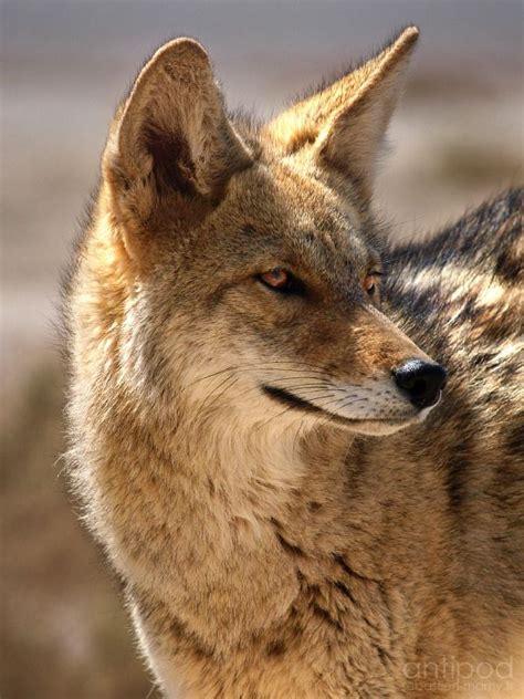 Death Valley Mearns Coyote | Coyote animal, Desert animals, Animals wild