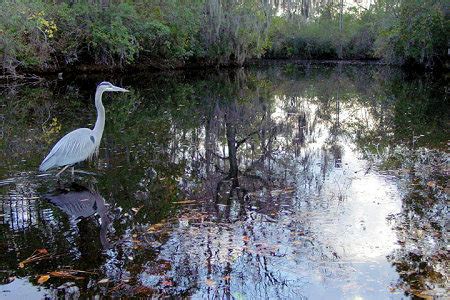 Animals & Plants - Travel To Okefenokee Swamp