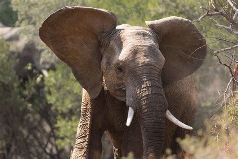 Why do Elephants have such BIG ears? - The Elephant Guide