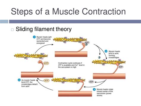 Define Sliding Filament Theory Of Muscle Contraction From