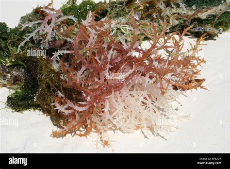 Eucheuma spinosum hi-res stock photography and images - Alamy