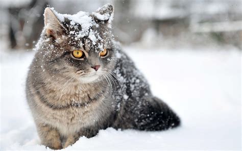 Cats in Snow Wallpapers - Top Free Cats in Snow Backgrounds - WallpaperAccess