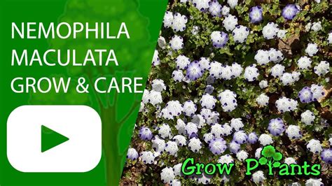 Nemophila maculata - grow and care - YouTube