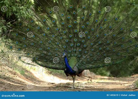 A 1000 Eyes stock image. Image of forest, feathers, india - 1493619