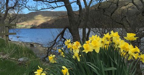 Wordsworthds Daffodils Open Water Swim Ullswater Lake District