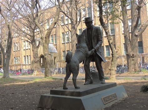 New Hachikō Statue In Tokyo | Tokyo Fox (東京狐)