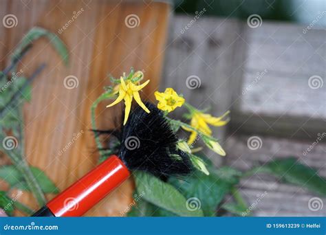 Artificially Fertilize Flowers To Produce Special Species Stock Image - Image of fructification ...