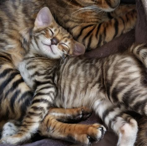 Kittens for sale - TOYGERS | KITTENS | TICA REGISTERED | A DOMESTIC CAT ...