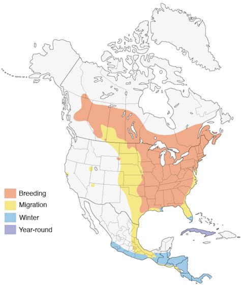 Broad-Winged Hawk — Wildlife Science Center