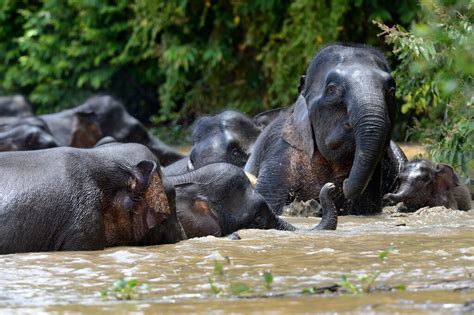 Things You Need To Know About the Borneo Pygmy Elephants, Borneo’s Gentle Giants | Borneo Eco Tours