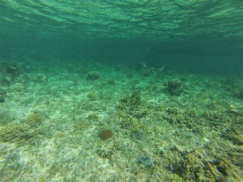 Snorkeling in MONTEGO BAY with Dressel Divers