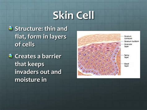 PPT - Cells, Tissues, & Organs PowerPoint Presentation, free download ...