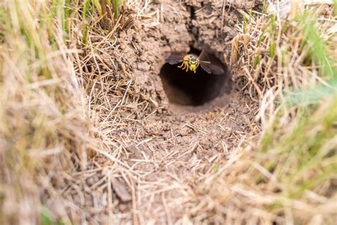 How to Kill Wasps: Effective Methods for Warding Off Wasps