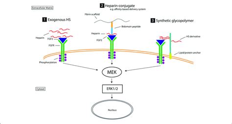 | Biomimetic strategies for exploiting heparan sulfate proteoglycans ...