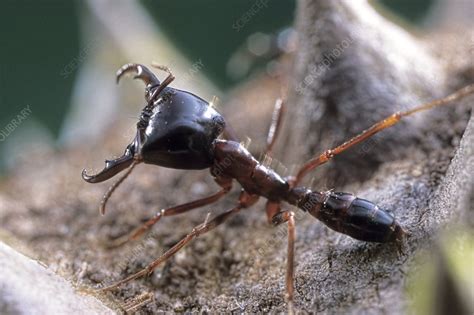 Army ant - Stock Image - C010/9517 - Science Photo Library