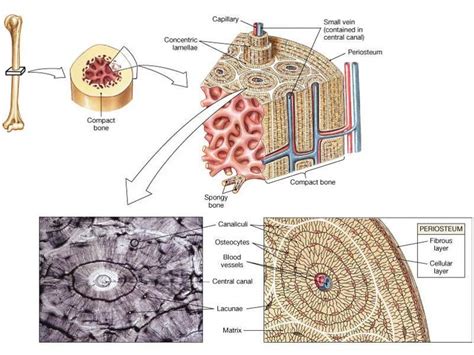 Lacuna Anatomy - Anatomy Reading Source