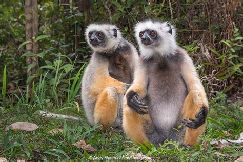 Diademed Sifaka – Animal Images