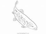 Brook Trout Coloring Page For Kids  Free Trouts Printable sketch template