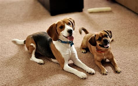 HD wallpaper: adult tan puggle and adult black, white, and tan beagle ...