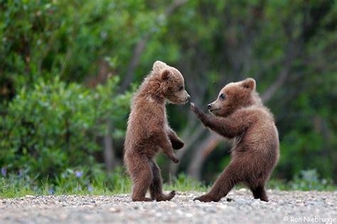 Grizzly Bear Cubs - Baby Animal Zoo