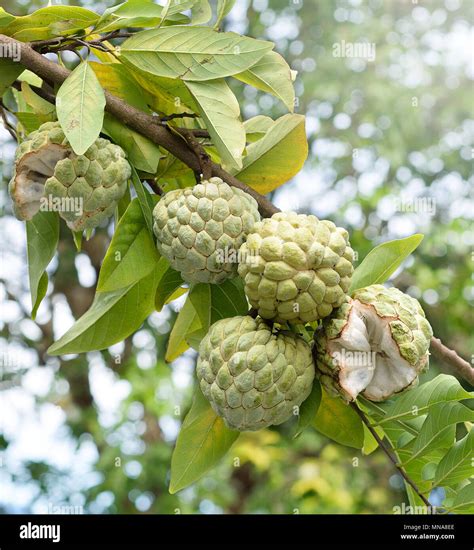 Custard apple fruit on green tree in the garden, tropical fruit Stock ...