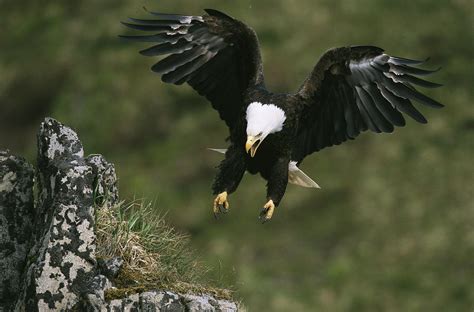 An American Bald Eagle Soars Photograph by Klaus Nigge